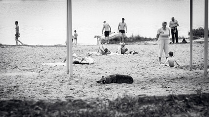 Fototapeta na wymiar homeless dog lying on the beach