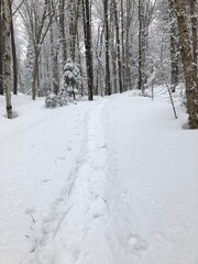 Fototapeta na wymiar Woodland snowshoe trail