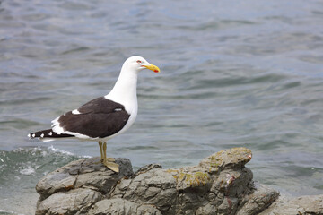 Dominikanermöwe / Southern black-backed gull / Larus dominicanus