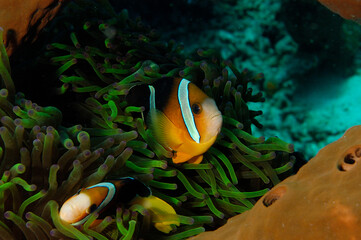 An anemone and it's Clown fish