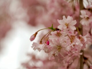 A Sakura cherry blossom tree in full bloom in the spring in the North Park in Allegheny County near Pittsburgh, PA.  Beautiful pink flower blooms hanging from the gorgeous tree in nature.