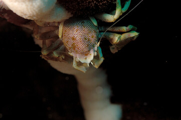 A picture of a porcelain crab
