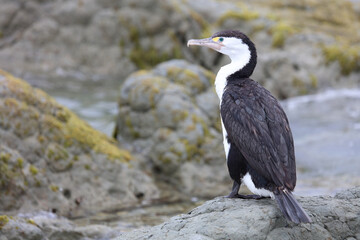 Elsterscharbe / Australian pied cormorant / Phalacrocorax varius