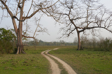 Obraz premium Jeep safari track through grasslands of Kaziranga National Park