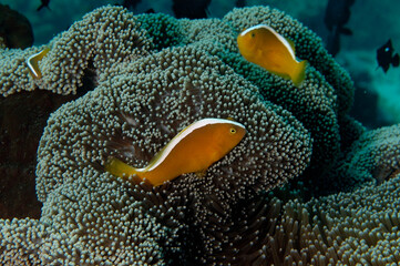 An anemone and it's Clown fish