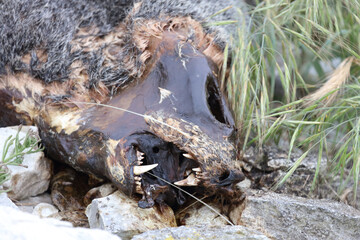 Fototapeta premium Neuseeländischer Seebär / New Zealand fur seal / Arctocephalus forsteri.
