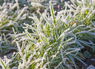 Closeup of grass with frost in winter