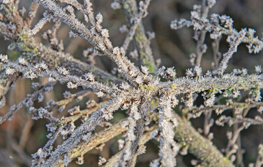 Closeup detail of tree twig branch covered in ice hoar frost