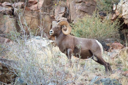 battered bighorn ram in the rocky mountains