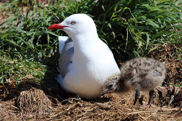 Rotschnabelmöwe / Red-billed gull / Larus scopulinus.