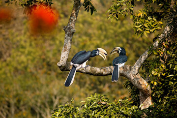 A Rare Oriental pied hornbill couple found in Sylhet, Bangladesh. 