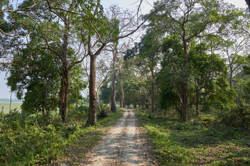 Forest safari track in Kaziranga National Park, India