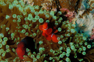 An anemone and it's Clown fish