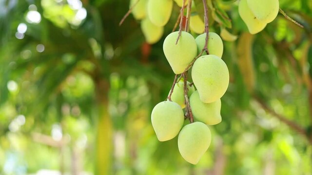Close shot of three mango fruits hanging on mango tree, View of rotating mango fruits