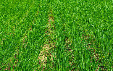 Field of grass. Harvesting season forages