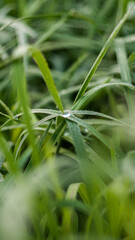 Fresh morning dew on a green grass