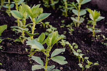 Fresh bean sprouts in spring garden. Growing vegetables for vegetarianism. Plant care, watering and weeding
