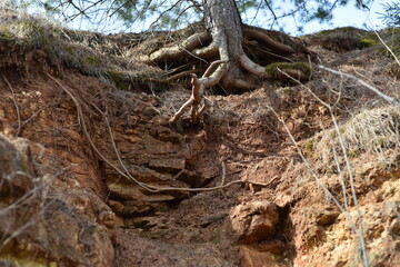 roots in the forest