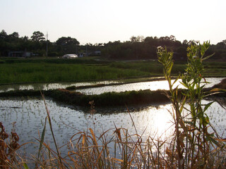 Rice field in early summer