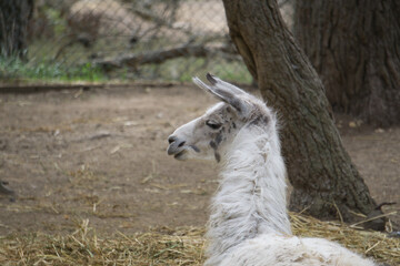 Fototapeta premium llama in a natural park and animal reserve, located in the Sierra de Aitana, Alicante, Spain