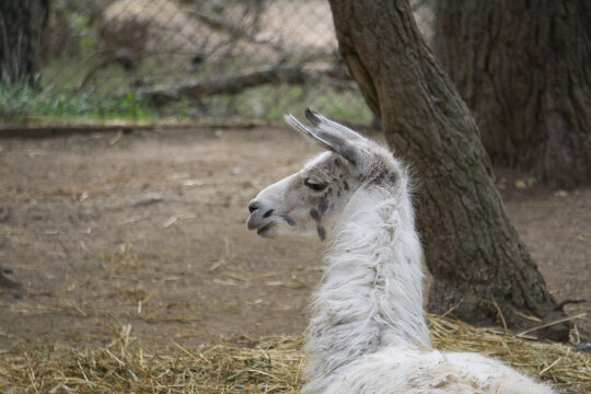 llama in a natural park and animal reserve, located in the Sierra de Aitana, Alicante, Spain