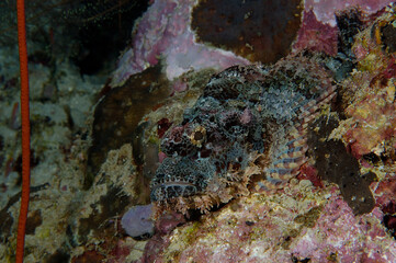 The eye of a reef scorpionfish