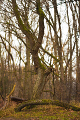 Drzewo w parku narodowym w Niderlandach