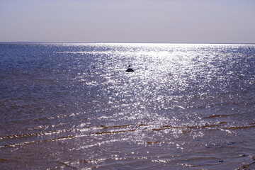 Fototapeta premium Sea. Panorama sea and sky. Beautiful view. Water. Nature.