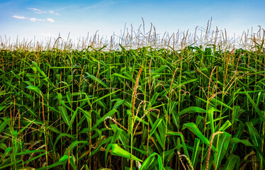 Green corn sprouts grow in cultivated agricultural field on rural farm under blue sky