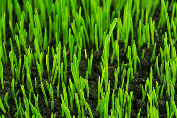 Fototapeta na wymiar Fresh green grass grows out of ground. Sprouts of oats, wheat for healthy diet