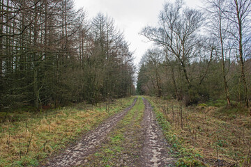 Fototapeta na wymiar Track through rural countryside woodland forest in winter