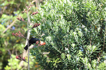 Tui / Tui / Prosthemadera novaeseelandiae