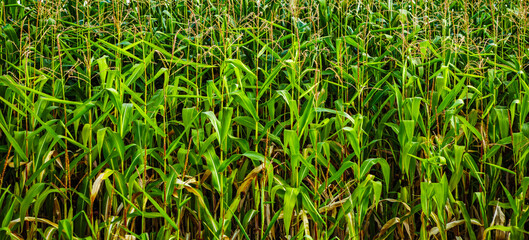 Green corn stalk in agricultural field. Rural farm crops background. Natural organic food crop fields in close up