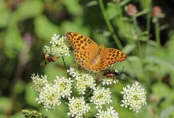 butterfly on a flower