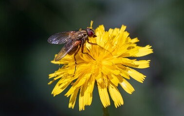 fly on yellow flower