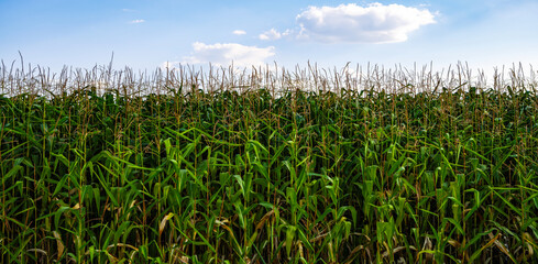 Natural food crops grow in rural fields on farm.Corn stalk background.