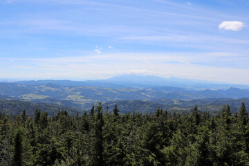 forest in the mountains