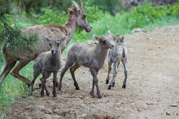 baby bighorn lambs