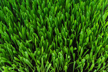Fototapeta na wymiar Green grass with dew drops as background