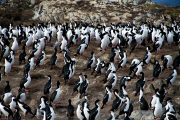 Seabirds on their natural habitat, in Ushuaia.
