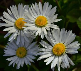 Obraz premium white daisies on black
