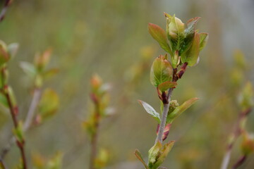 Chokeberries, aronia spring leaves and buds