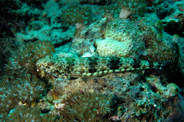 A picture of a tail blotch lizardfish