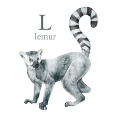 Watercolor illustration of the lemur on white background. Cute animal alphabet series A-Z