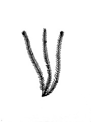 feather isolated on white