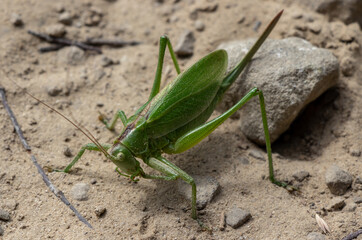 grasshopper on the ground