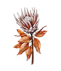 Watercolor Protea flower isolated on white background, dry flora. Hand painted watercolor. Botanical hand drawn illustration for wedding invitations, prints, greeting cards, textile