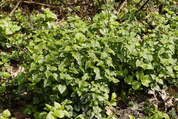 Obraz premium Grüner Hintergrund ,Bodendecker für den Garten