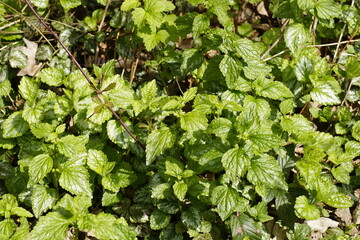 Grüner Hintergrund ,Bodendecker für den Garten