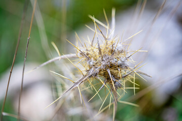 the close up view of needles of wild plant 